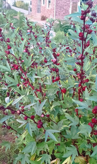 小众送妈妈的花有哪些花