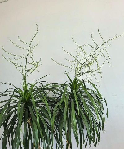 小众送妈妈的花有哪些花