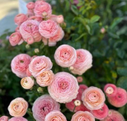 小众送妈妈的花有哪些花