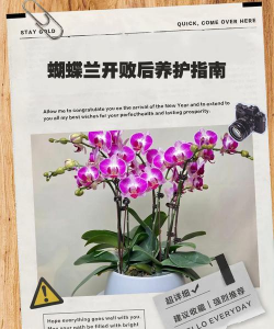 小众送妈妈的花有哪些花