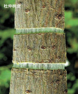杜仲是什么树的树皮