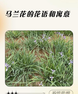 小众送妈妈的花有哪些花