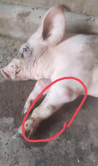 小众送妈妈的花有哪些花