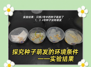 小众送妈妈的花有哪些花