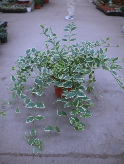 不会落叶的植物有哪些?