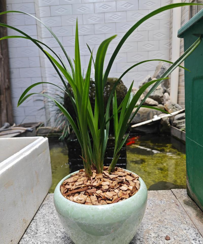 小众送妈妈的花有哪些花