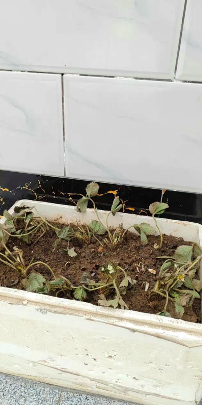 小众送妈妈的花有哪些花