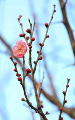 小众送妈妈的花有哪些花