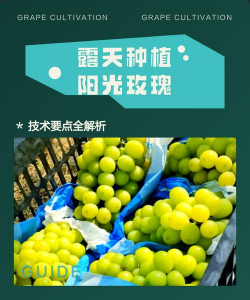 小众送妈妈的花有哪些花