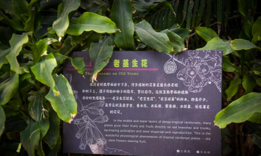 小众送妈妈的花有哪些花