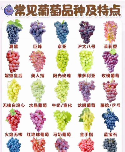 葡萄有哪些品种?