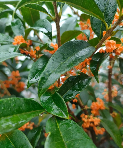 小众送妈妈的花有哪些花