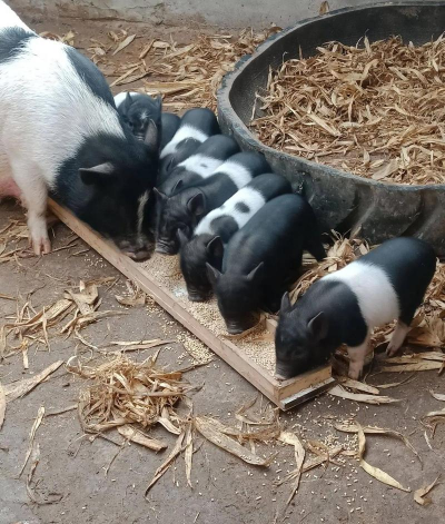 小众送妈妈的花有哪些花