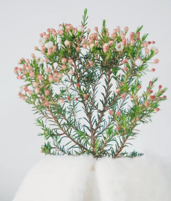 小众送妈妈的花有哪些花