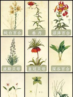 百合科植物有哪些