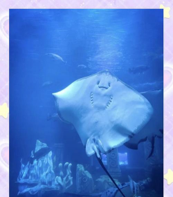 魔鬼鱼长什么样