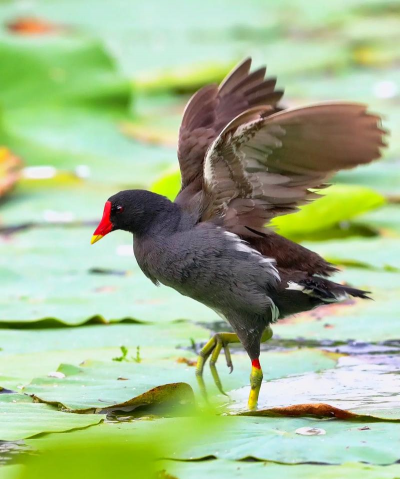 小众送妈妈的花有哪些花