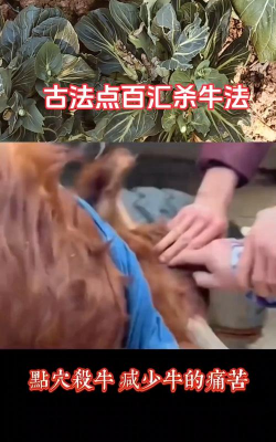 一刀毙命杀牛的位置