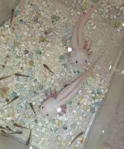 六角蝾螈吃什么食物