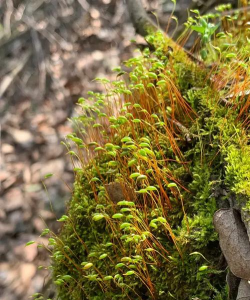 小众送妈妈的花有哪些花