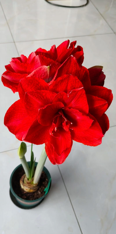 小众送妈妈的花有哪些花