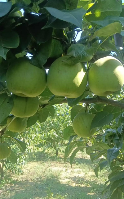 夏玉梨品种介绍