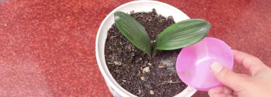 小众送妈妈的花有哪些花