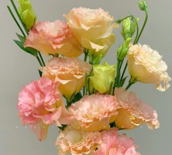 小众送妈妈的花有哪些花