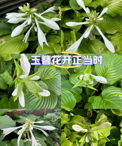 玉簪花有毒吗能放在室内吗 玉簪花有毒吗能放在室内吗