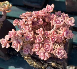 小众送妈妈的花有哪些花