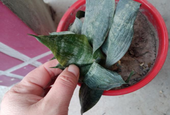 虎皮兰冬天会冻死吗 虎皮兰冬天会冻死吗