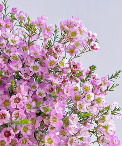 小众送妈妈的花有哪些花