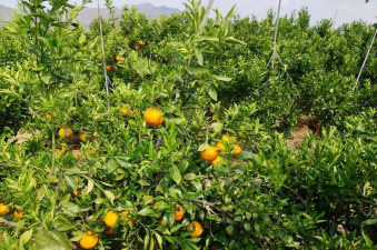 海拔1800米适合种植沃柑吗