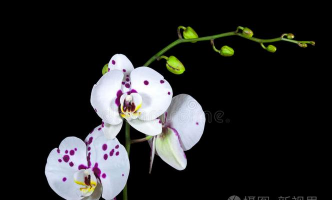 小众送妈妈的花有哪些花