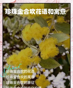 珍珠金合欢花语