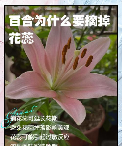 小众送妈妈的花有哪些花