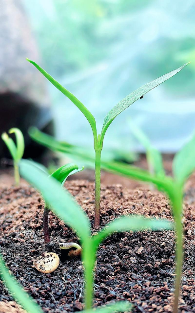 小众送妈妈的花有哪些花