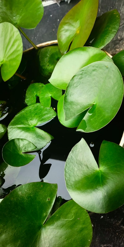 小众送妈妈的花有哪些花