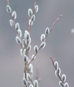 小众送妈妈的花有哪些花