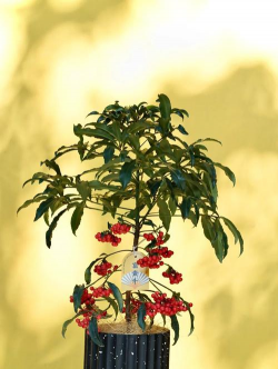 黄金万两花怎么养