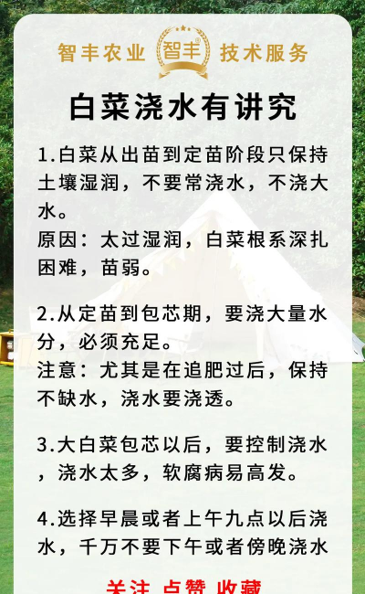 大白菜如何浇水?