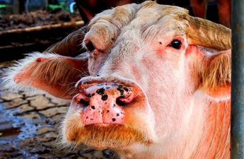 小众送妈妈的花有哪些花