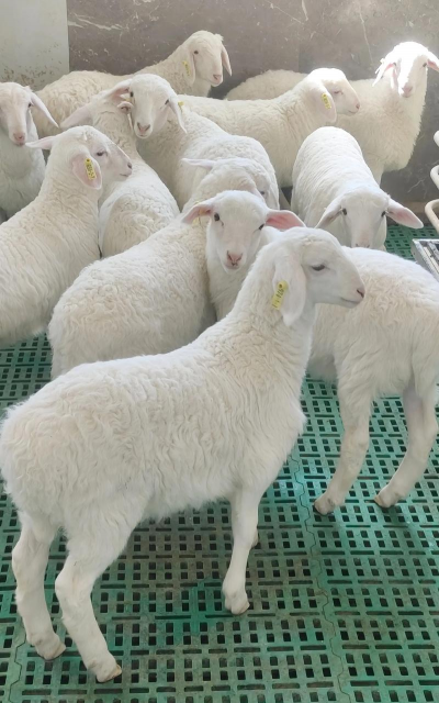 小众送妈妈的花有哪些花