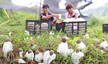 栽培竹荪的关键是