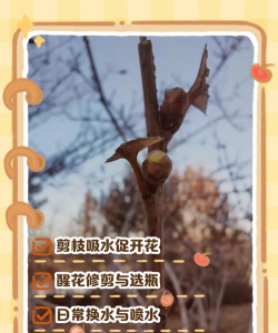 小众送妈妈的花有哪些花