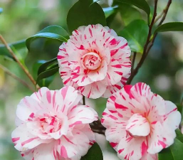 小众送妈妈的花有哪些花