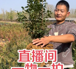 蓝莓绿宝石和薄雾树苗区别