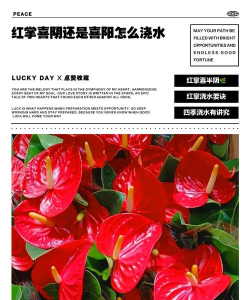 小众送妈妈的花有哪些花