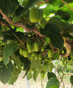 软枣猕猴桃能盆栽吗