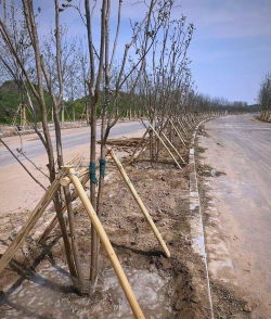 小众送妈妈的花有哪些花